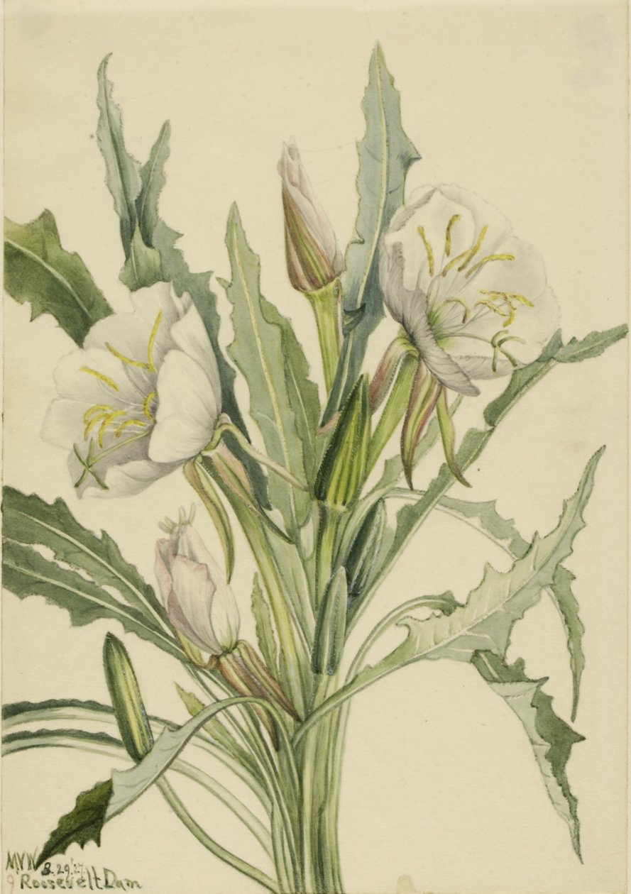 Onagre (Pachyoplus hirsutus) - Mary Vaux Walcott