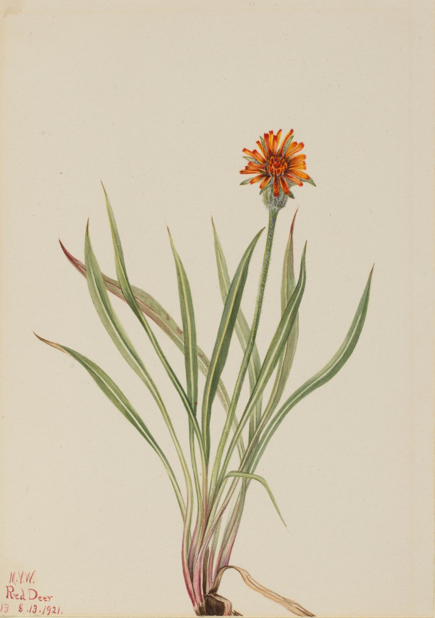 Faux pissenlit (Agoseris aurantiaca) - Mary Vaux Walcott