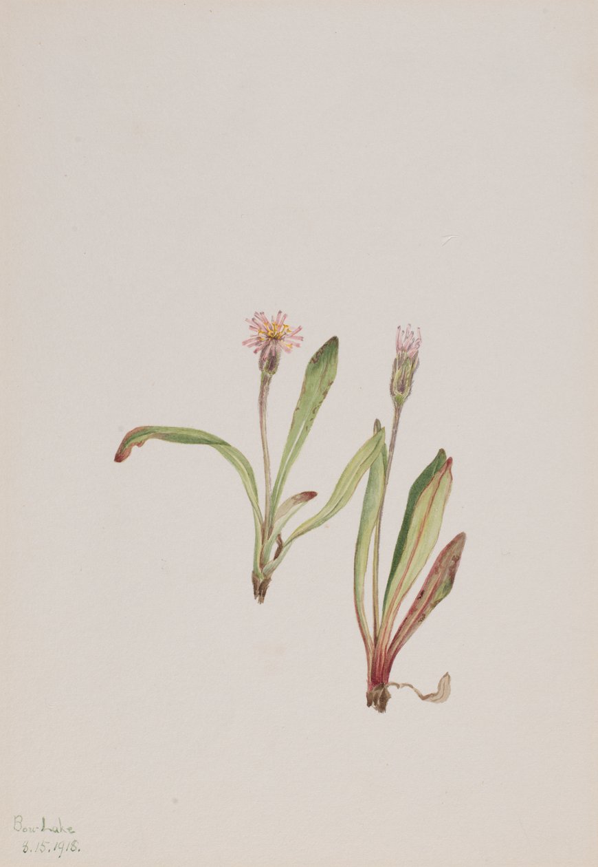 Fausse Dent-de-lion Agoseris carnea - Mary Vaux Walcott