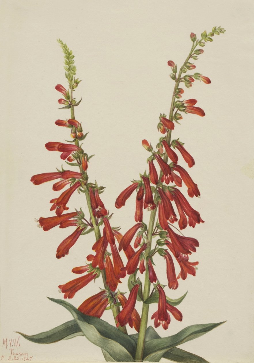 Pentstemon de feu (Pentstemon eatonii) - Mary Vaux Walcott