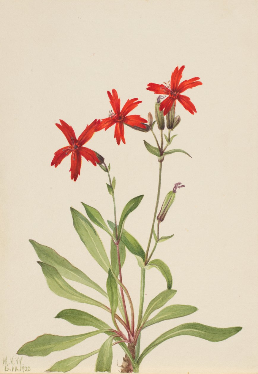 Rose de feu (Silene virginica) - Mary Vaux Walcott