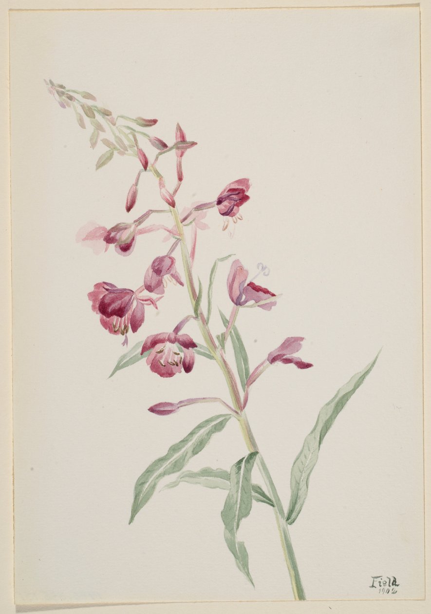 Epilobe (Epilobium angustifolium) - Mary Vaux Walcott