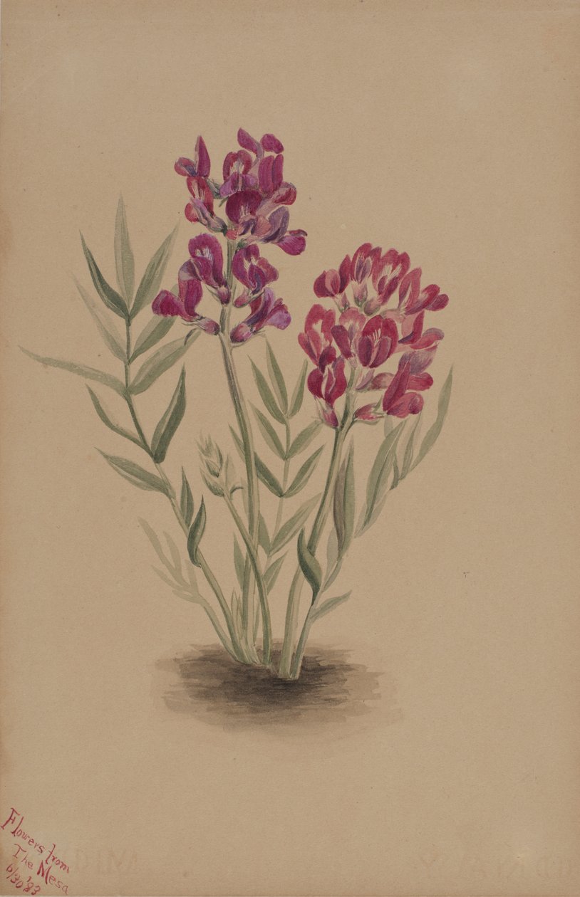 Fleurs de la Mesa - Mary Vaux Walcott