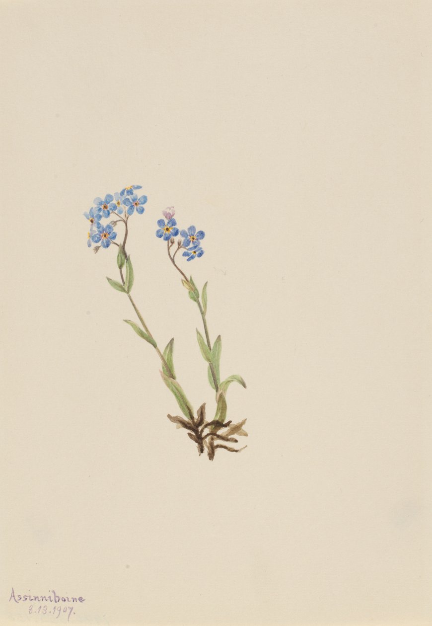Myosotis alpestris (Myosotis alpestris) - Mary Vaux Walcott