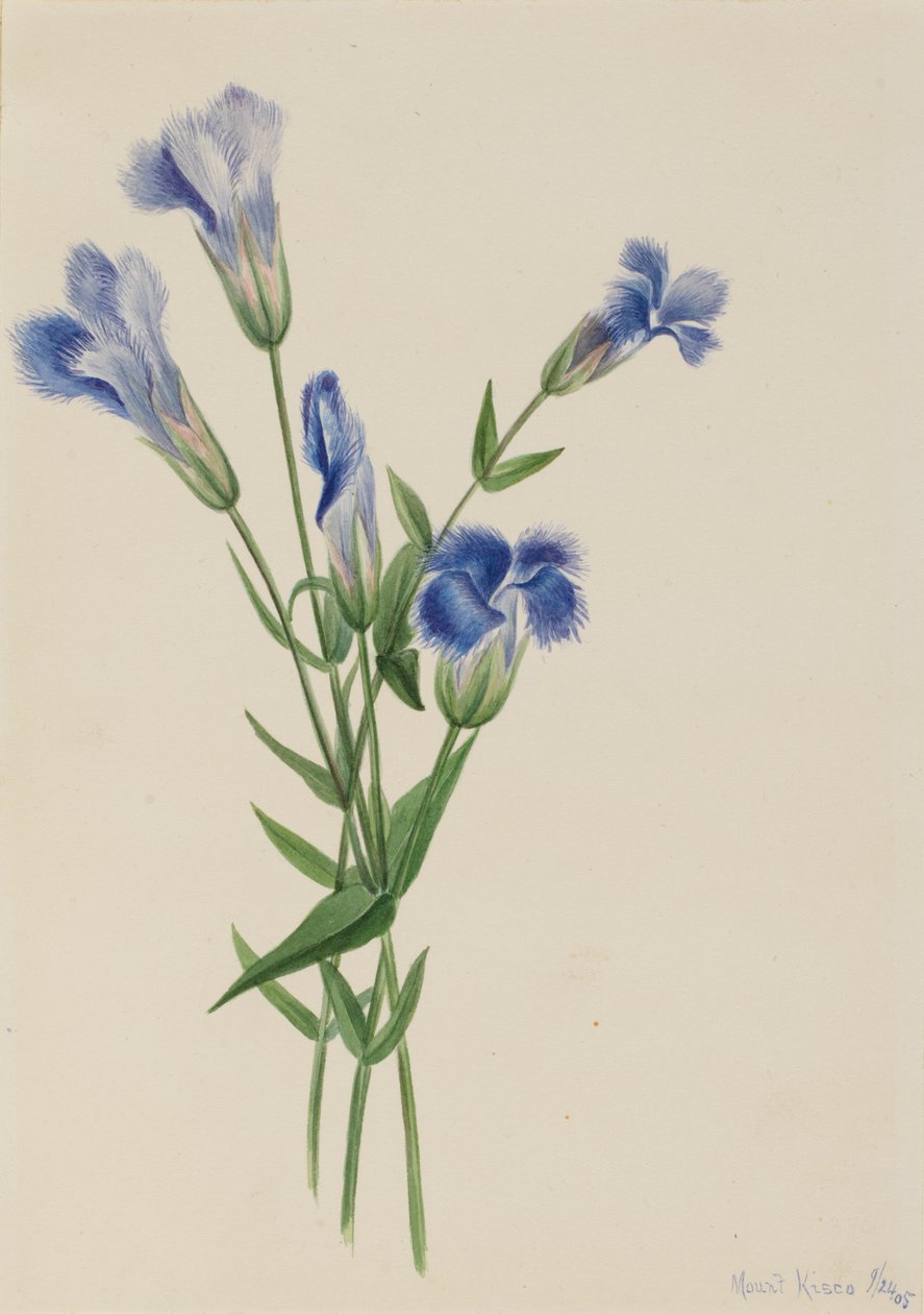Gentiane frangée Gentiana crinita, 1905 - Mary Vaux Walcott