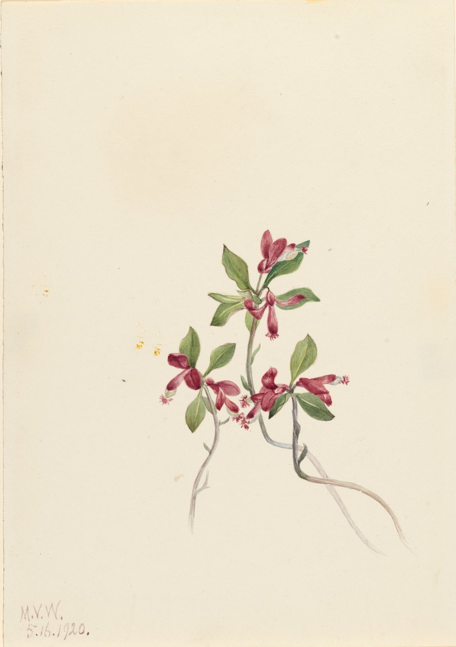 Polygale à feuilles paucifoliées, 1920 - Mary Vaux Walcott