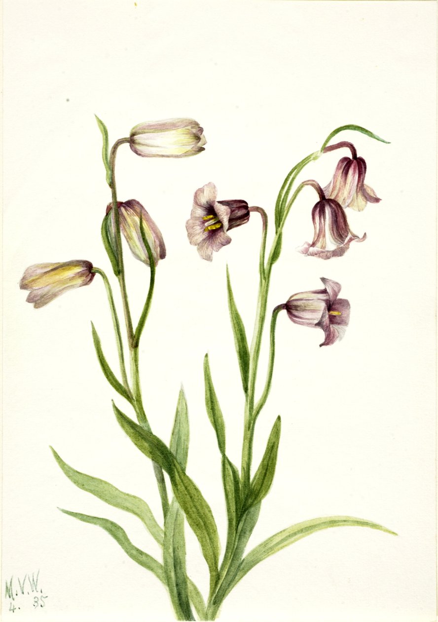 Fritillaire Fritillaria biflora, 1935 - Mary Vaux Walcott