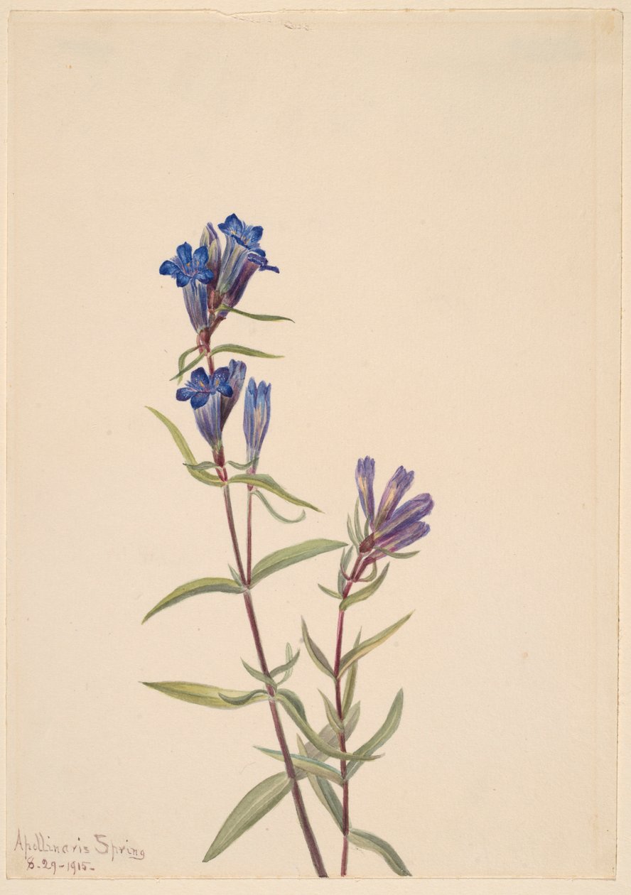 Gentiane (Gentiana affinis) - Mary Vaux Walcott