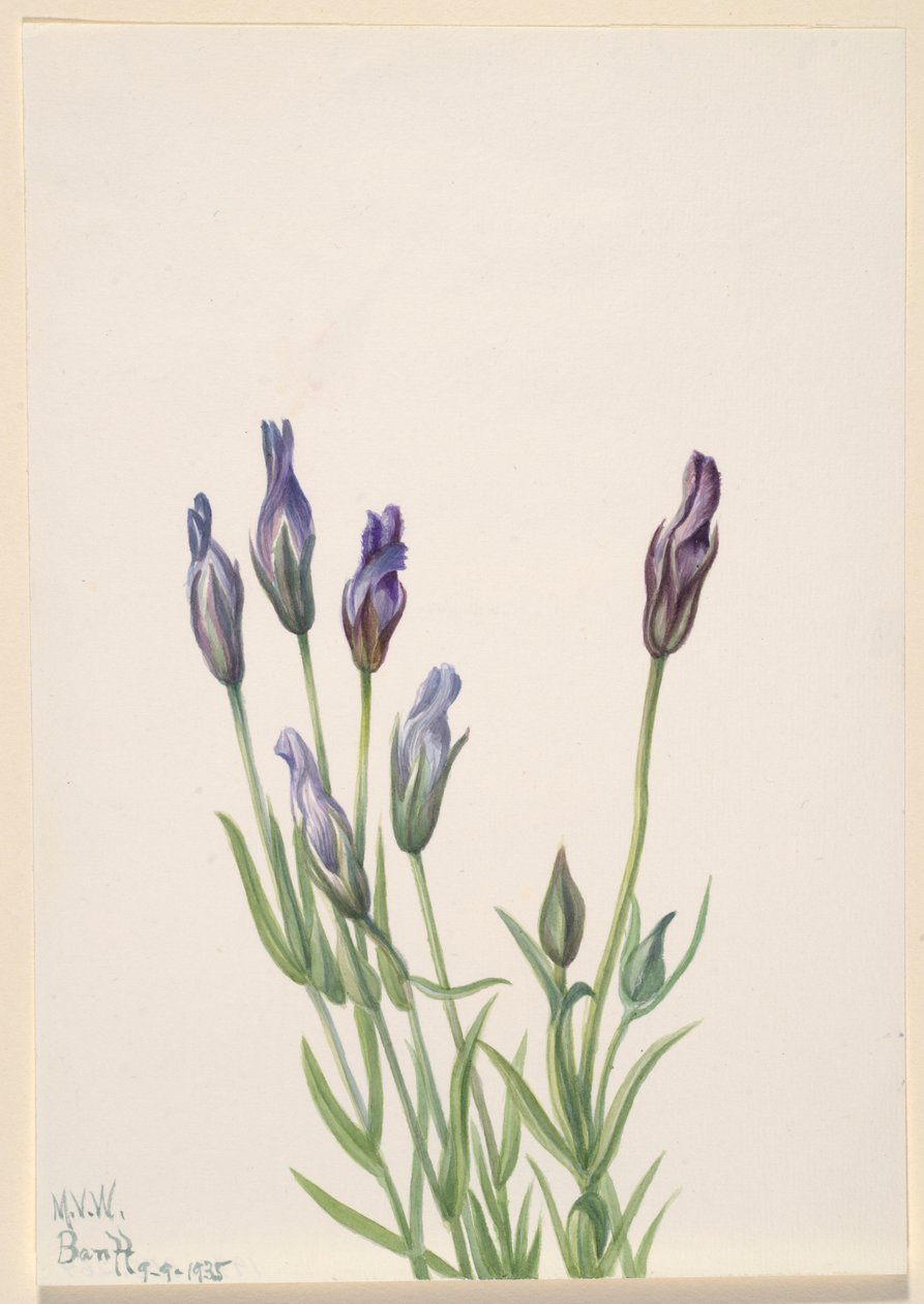 Gentiane (Gentiana macounii) - Mary Vaux Walcott