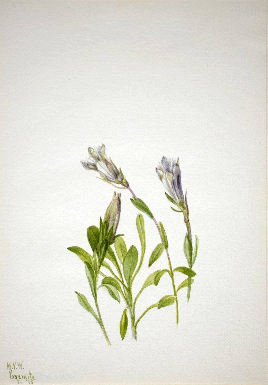 Gentiane (Gentiana newberri) - Mary Vaux Walcott