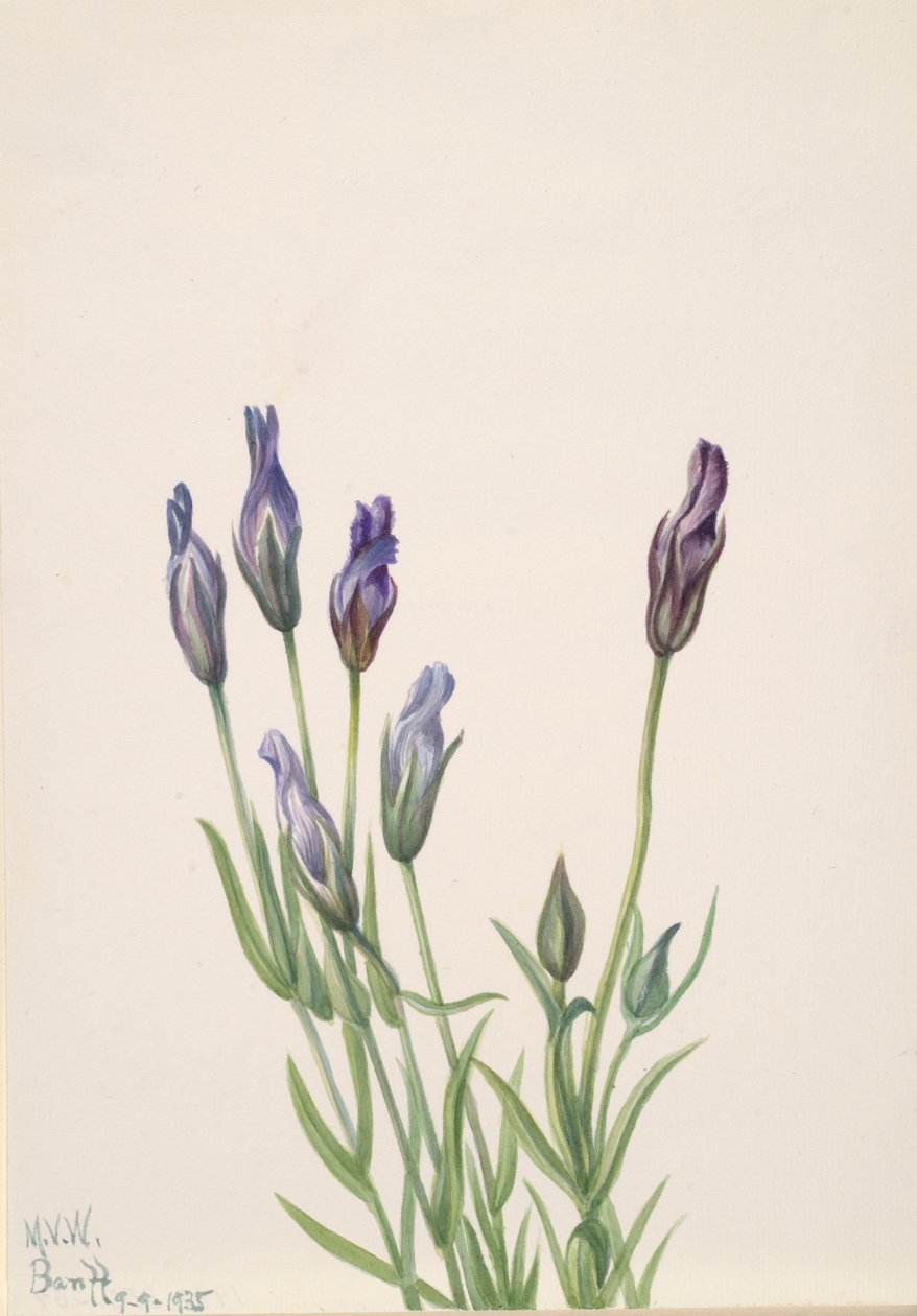 Gentiane, 1935 - Mary Vaux Walcott