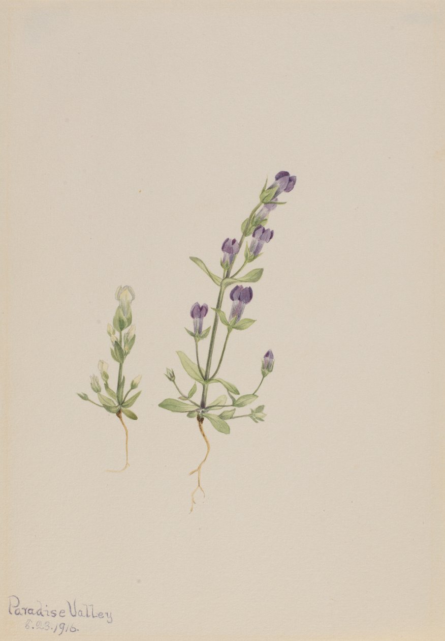 Gentiana propingua - Mary Vaux Walcott