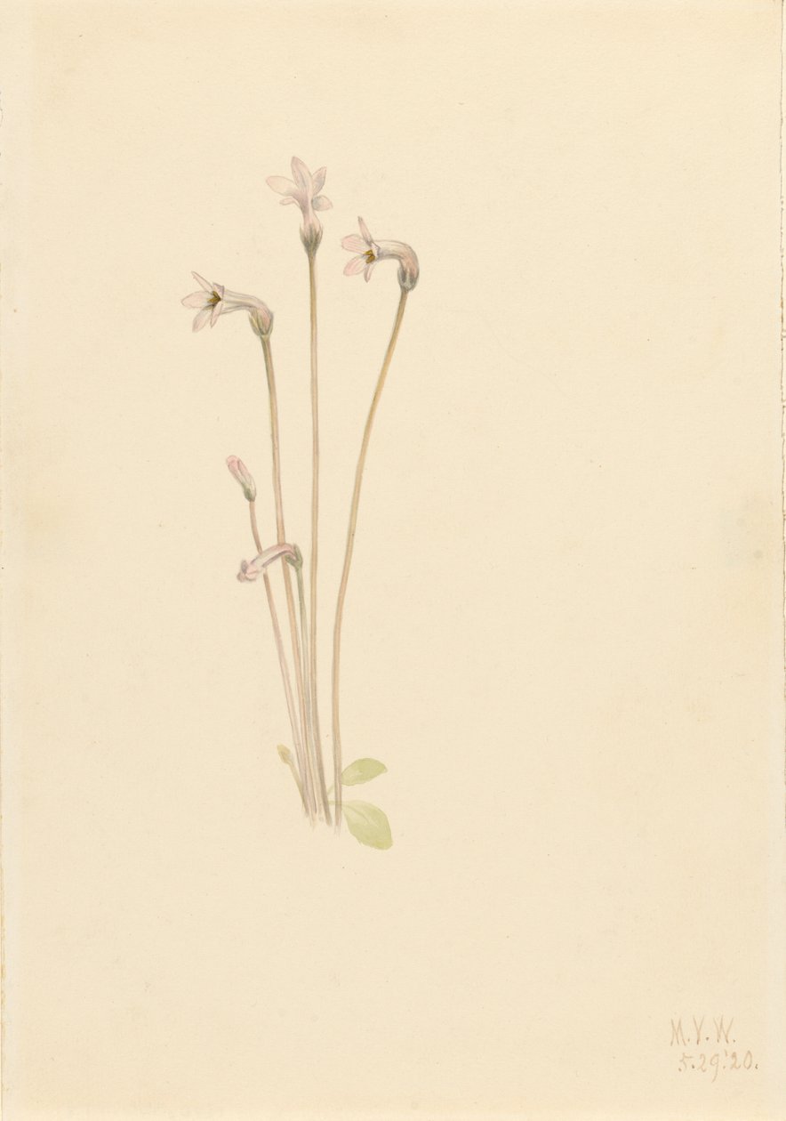 Thalesia uniflora, 1920 - Mary Vaux Walcott