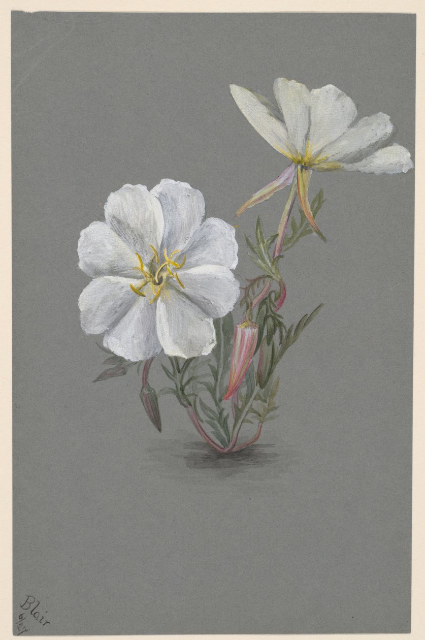 Helléborine géante (Epipactia gigantea) - Mary Vaux Walcott