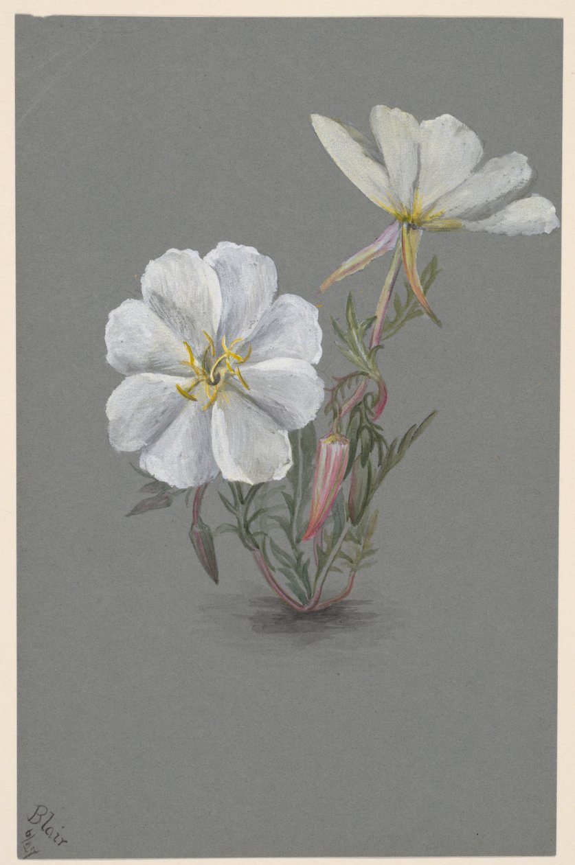 Hellébore géant, vers 1880 - Mary Vaux Walcott