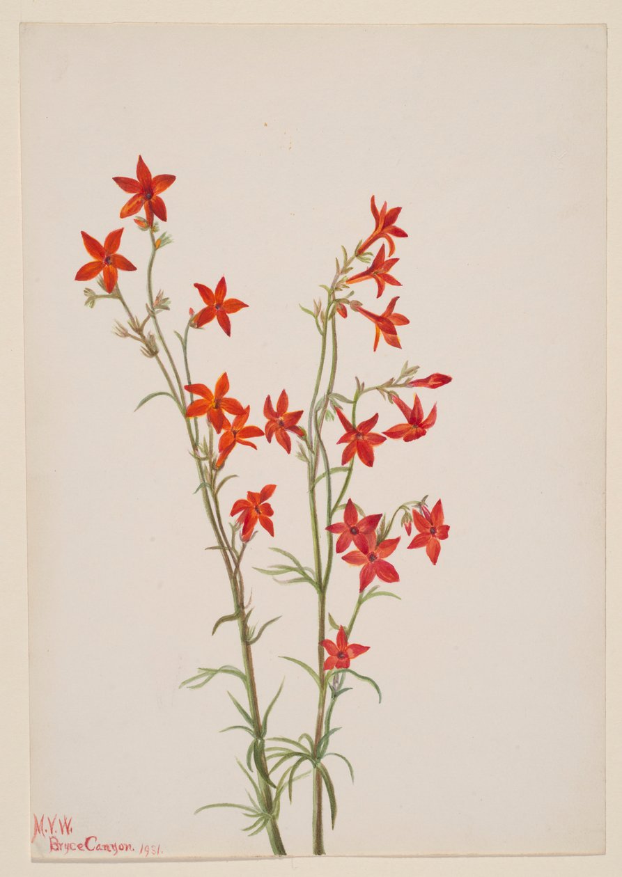 Gilia arizonica - Mary Vaux Walcott