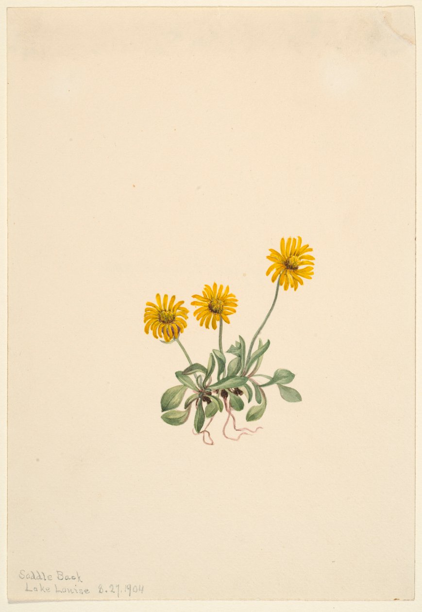 Fleabane doré (Erigeron aureus) - Mary Vaux Walcott