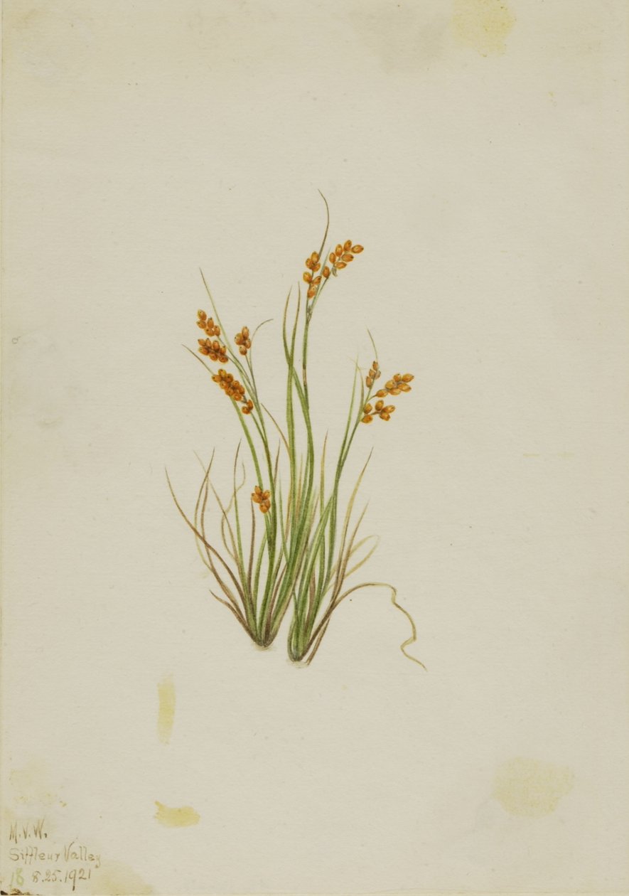 Carex doré (Carex aurea) - Mary Vaux Walcott