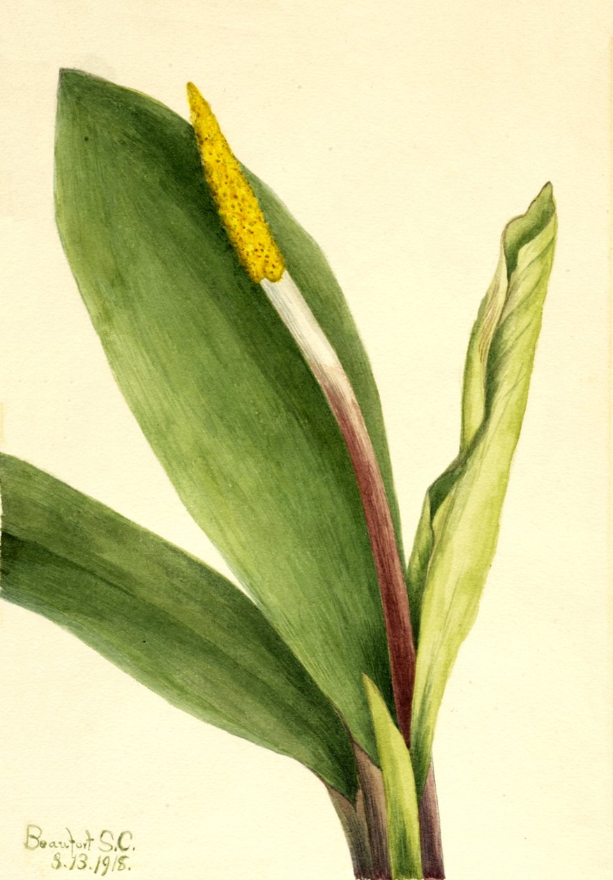 Orontium aquatique, 1918 - Mary Vaux Walcott