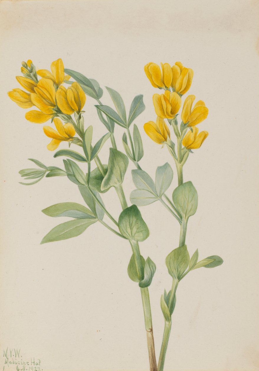 Thermopsis rhombifolia, 1923 - Mary Vaux Walcott