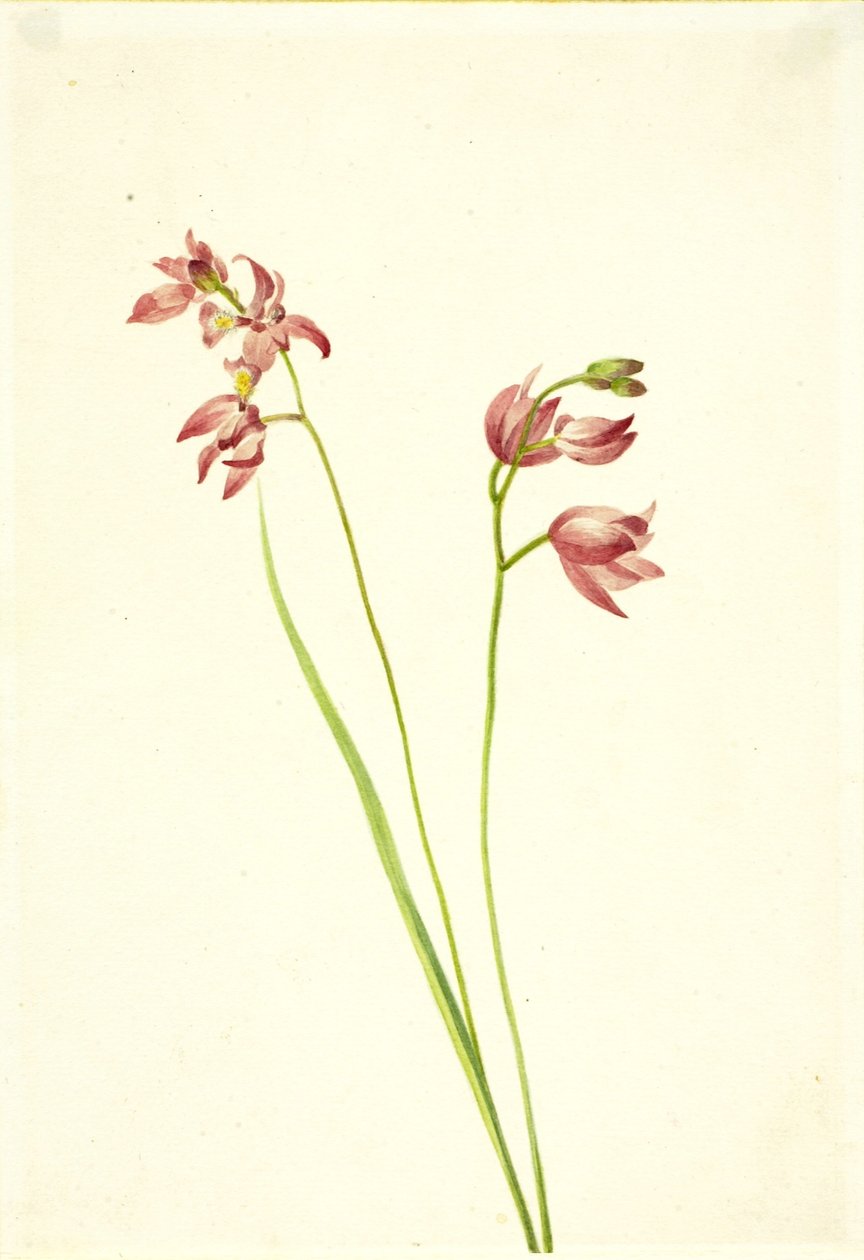 Orchidée rose (Limodorum tuberosum) - Mary Vaux Walcott