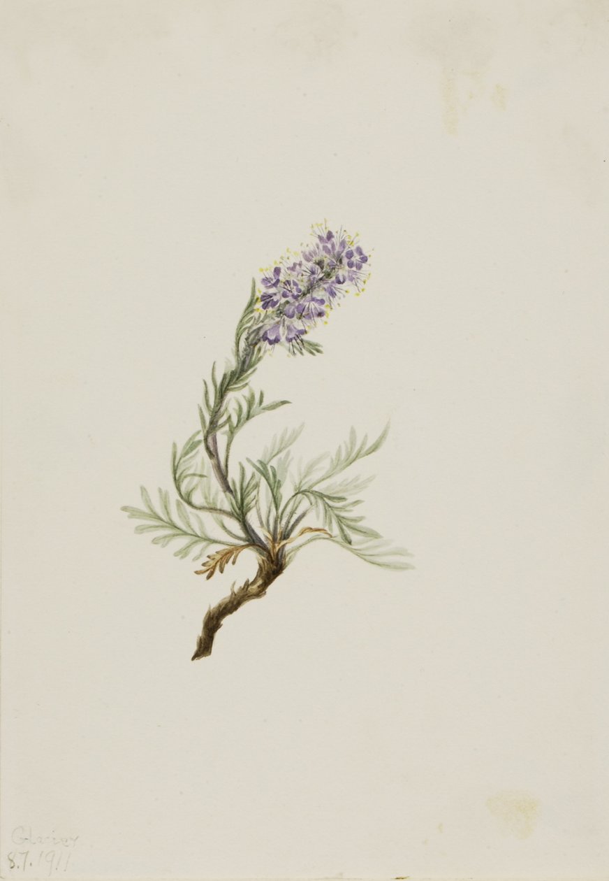 Phacélie grise (Phacelia sericea) - Mary Vaux Walcott