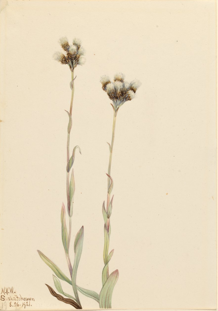 Antenne grise (Antennaria howellii) - Mary Vaux Walcott