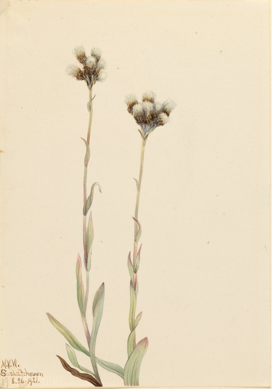 Gray Pussytoes Antennaria howellii, 1921 - Mary Vaux Walcott