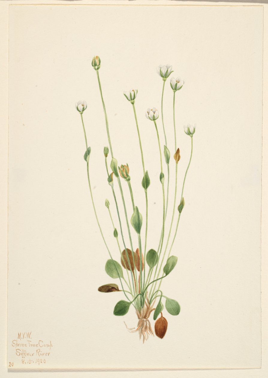 Séneçon gris (Senecio canus) - Mary Vaux Walcott