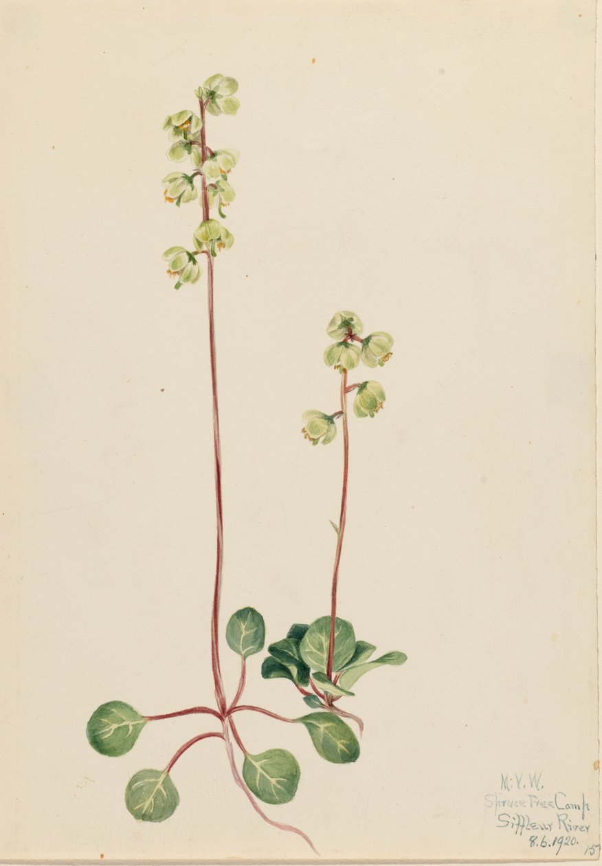 Pyrole verte Pyrola chlorantha, 1920 - Mary Vaux Walcott
