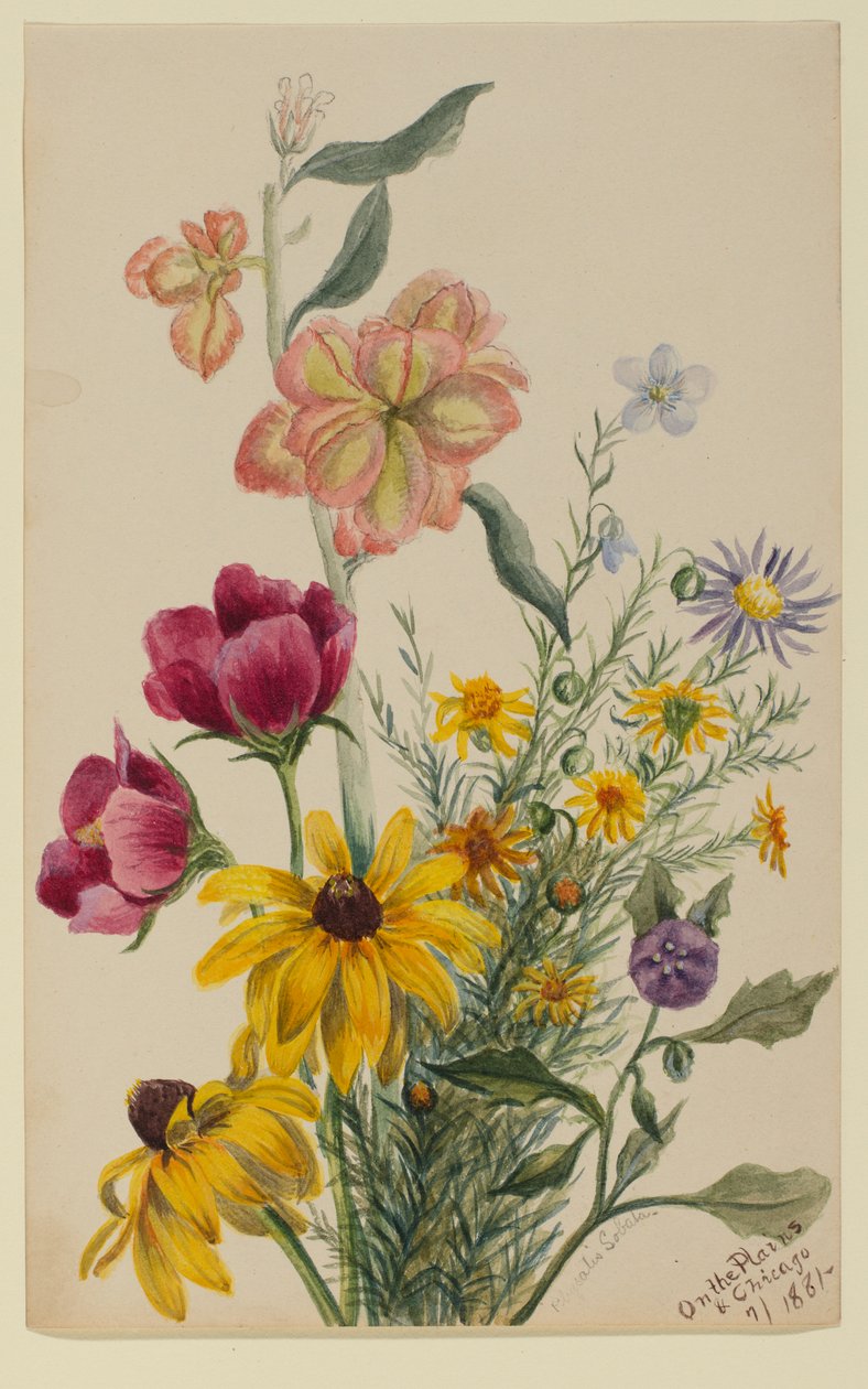 Groupe de fleurs - Mary Vaux Walcott