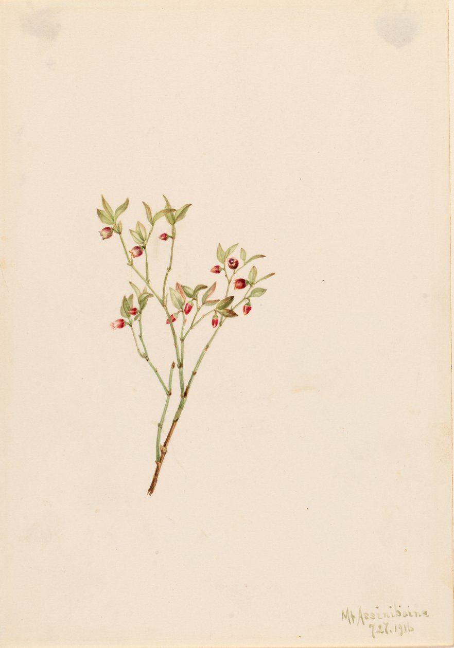 Myrtille à feuilles de gélinotte (Vaccinum scoparium) - Mary Vaux Walcott