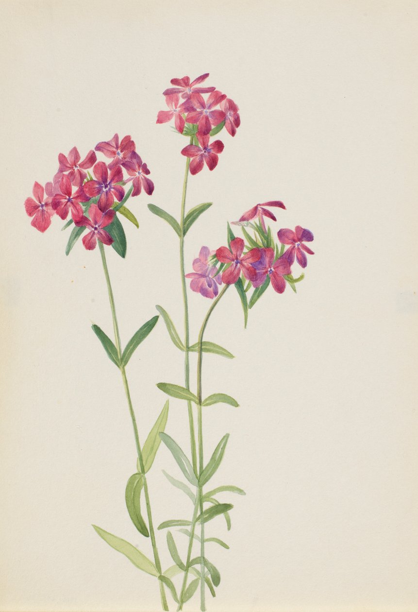 Phlox chevelu (Phlox amoena) - Mary Vaux Walcott
