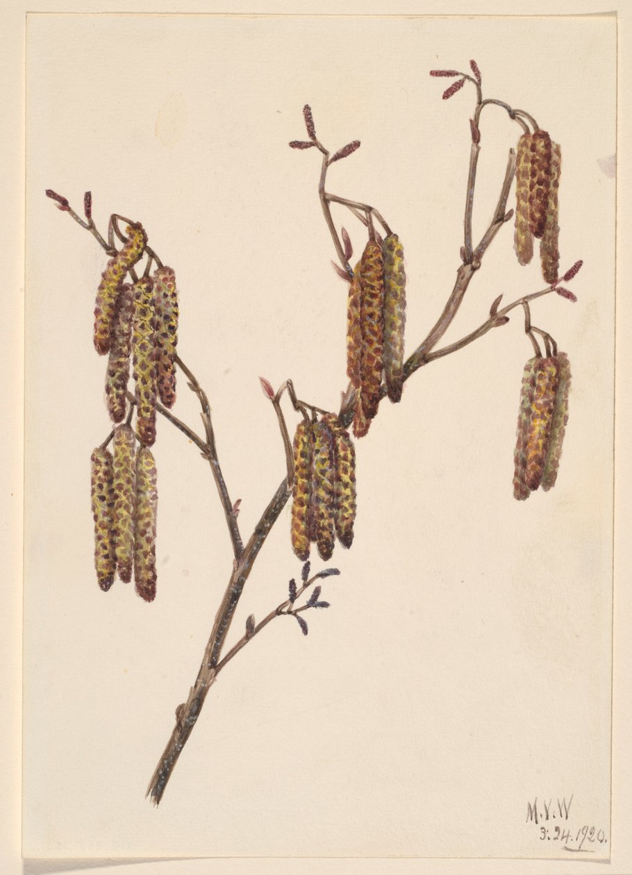 Aulne glutineux (Alnus regosa) - Mary Vaux Walcott