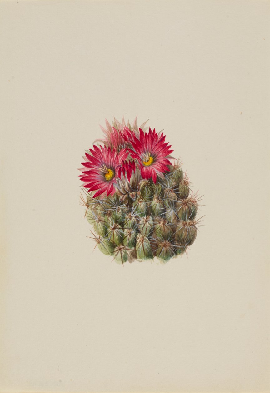 Cactus hérisson (Coryphantha arizonica) - Mary Vaux Walcott