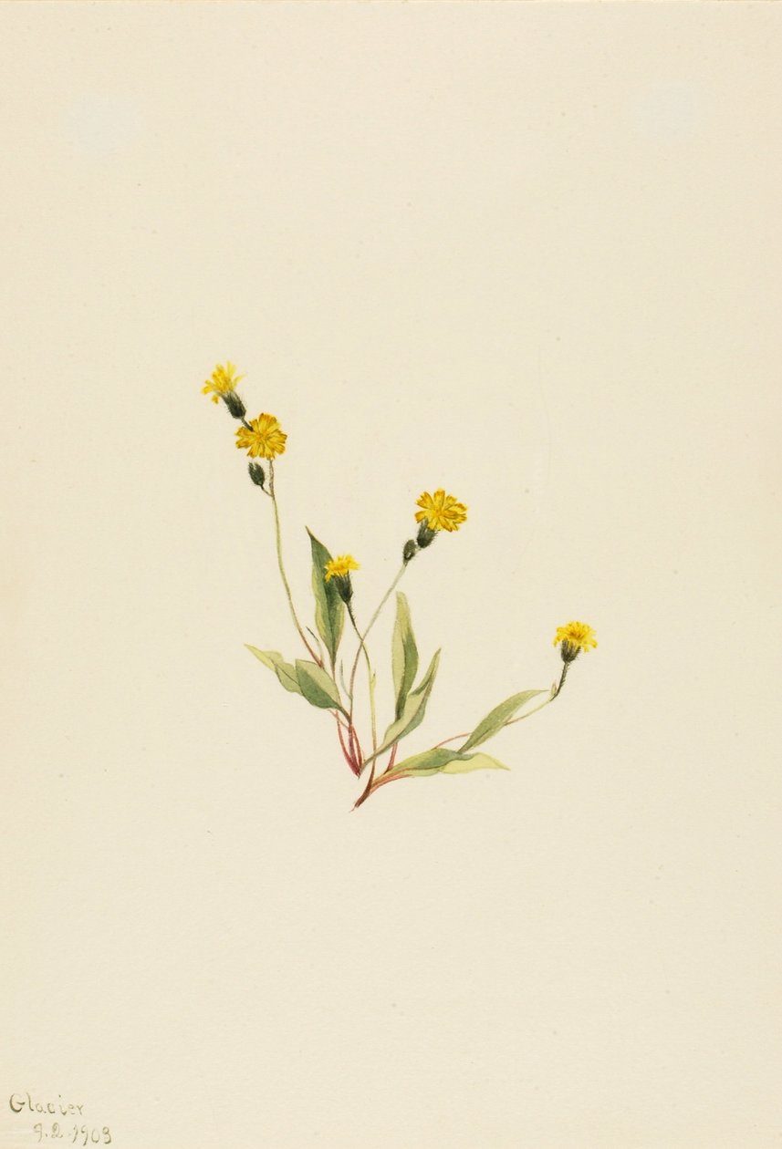 Heieracium gracile - Mary Vaux Walcott