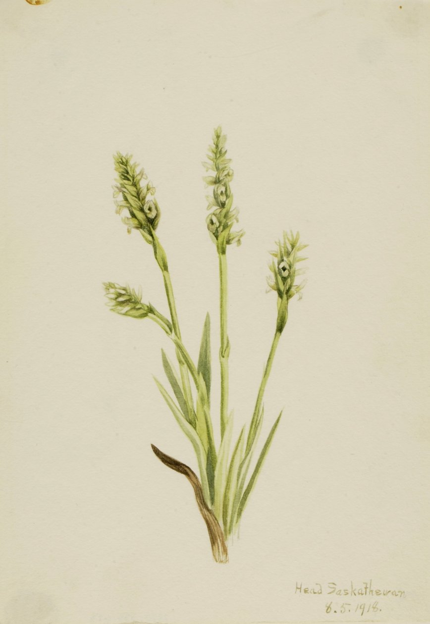 Ibidium strictum (Ibidium strictum) - Mary Vaux Walcott