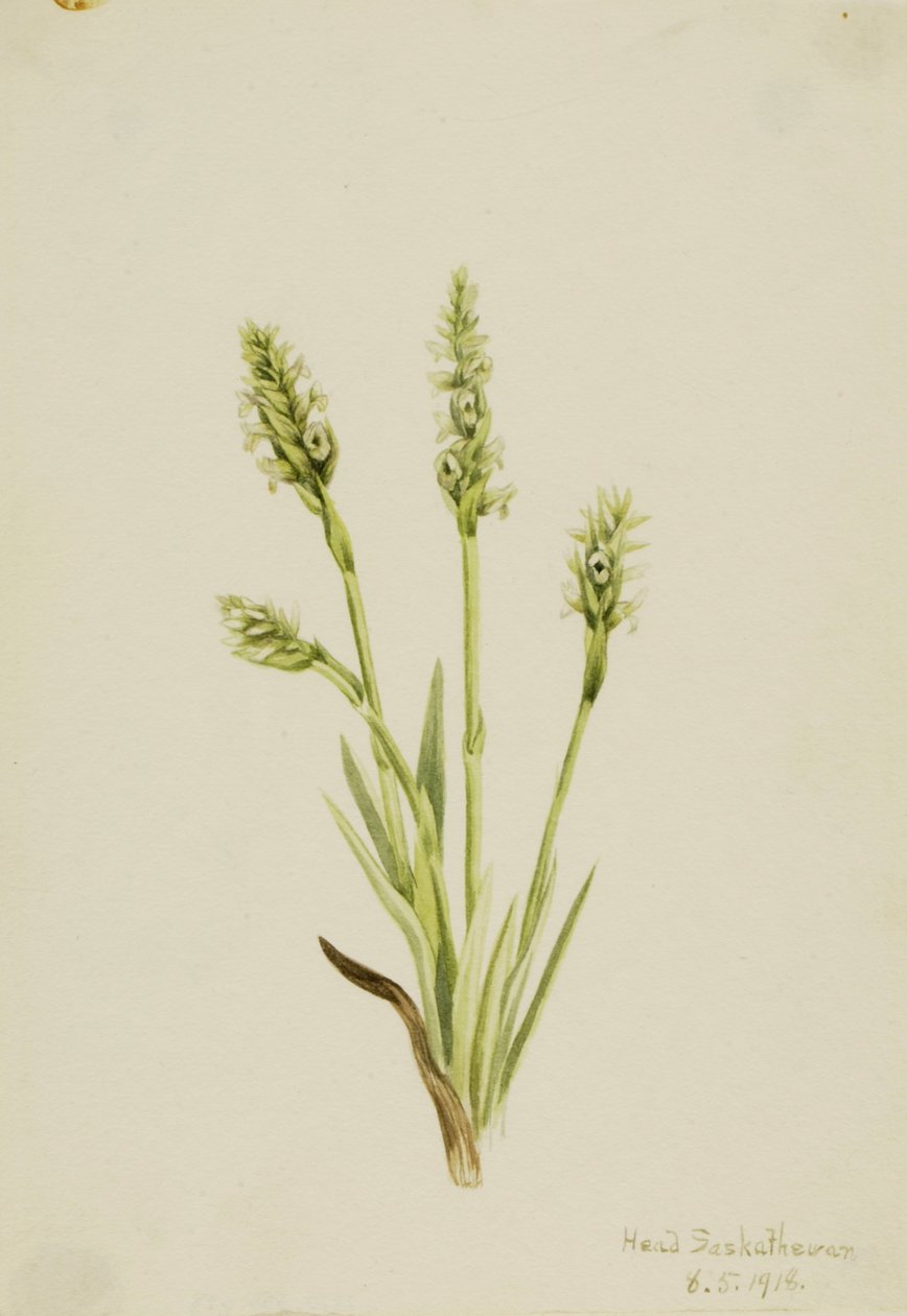 Ladies-Tresses à capuchon Ibidium strictum, 1918 - Mary Vaux Walcott