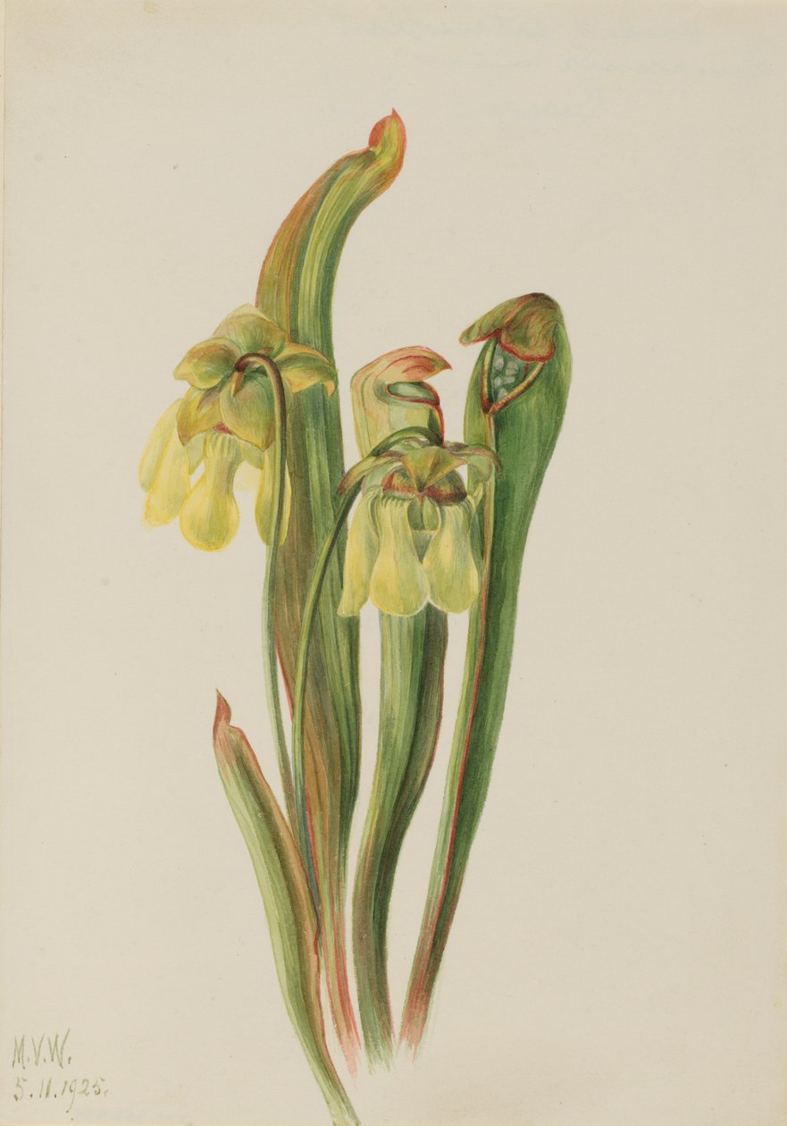 Sarracénie à capuchon (Sarracenia minor) - Mary Vaux Walcott