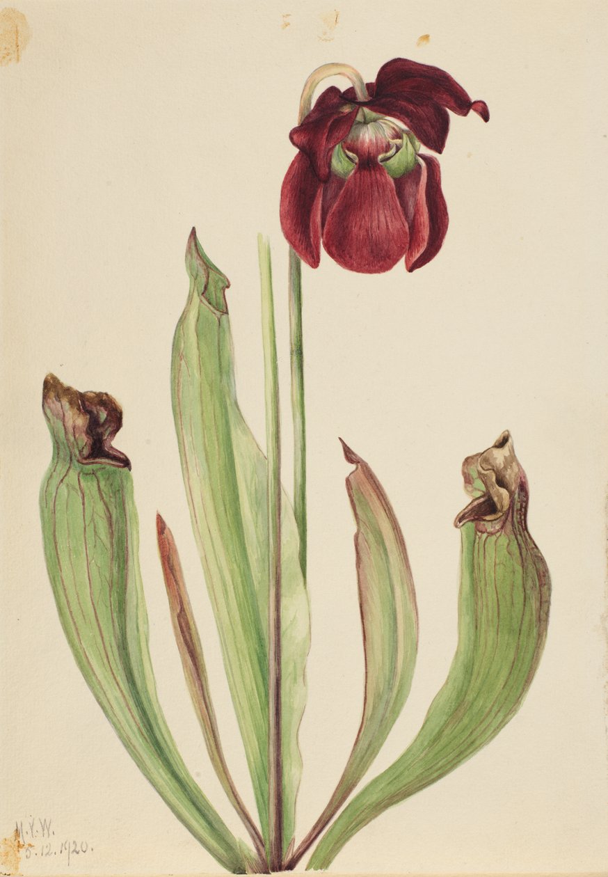 Plante hybride Sarracenia rubra x purpurea venosa - Mary Vaux Walcott
