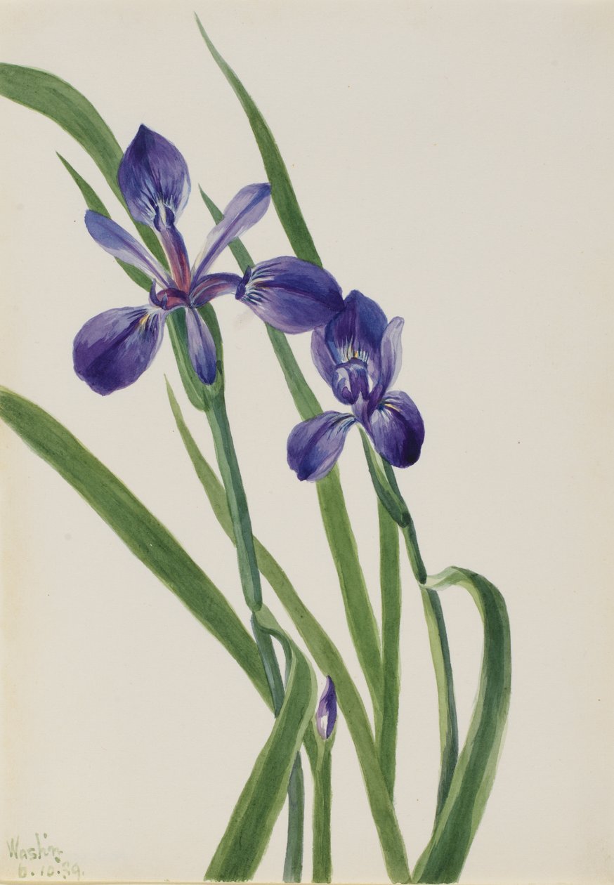 Iris, espèces d