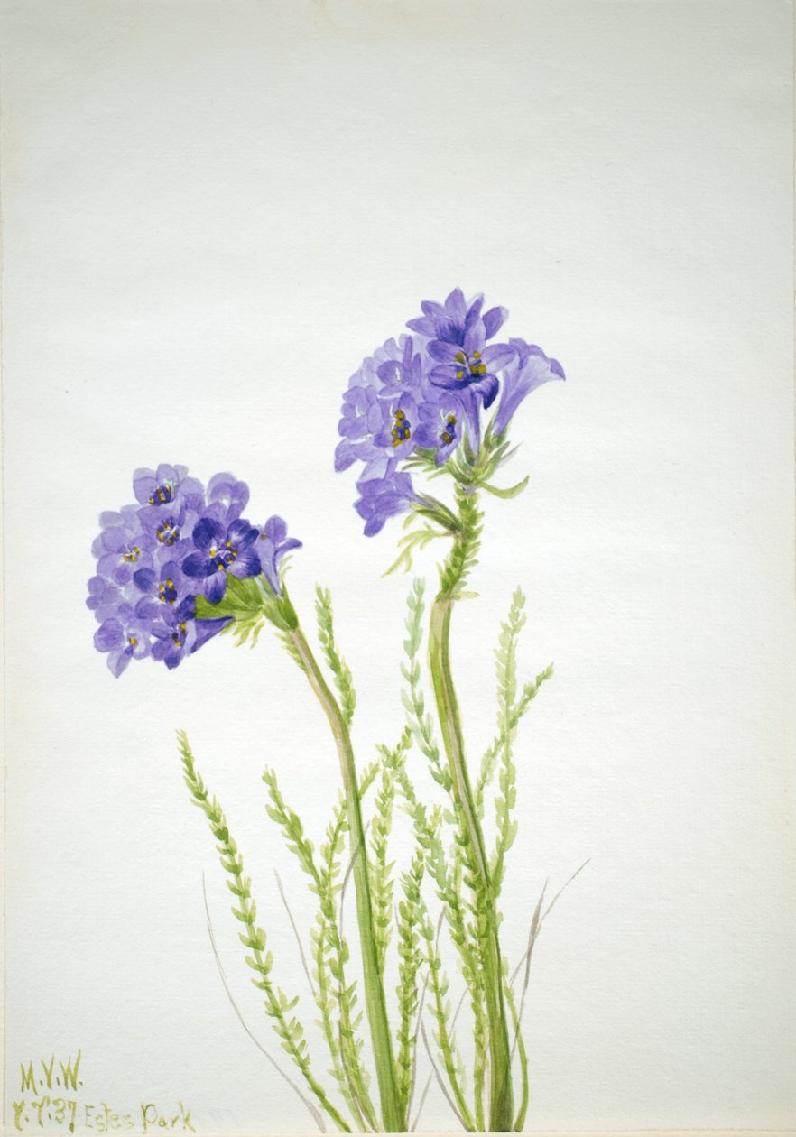 Echelle de Jacob (Polemonium viscosum) - Mary Vaux Walcott
