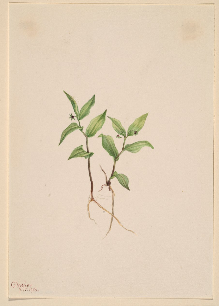 Kruhsea (Kruhsea streptopoides) - Mary Vaux Walcott