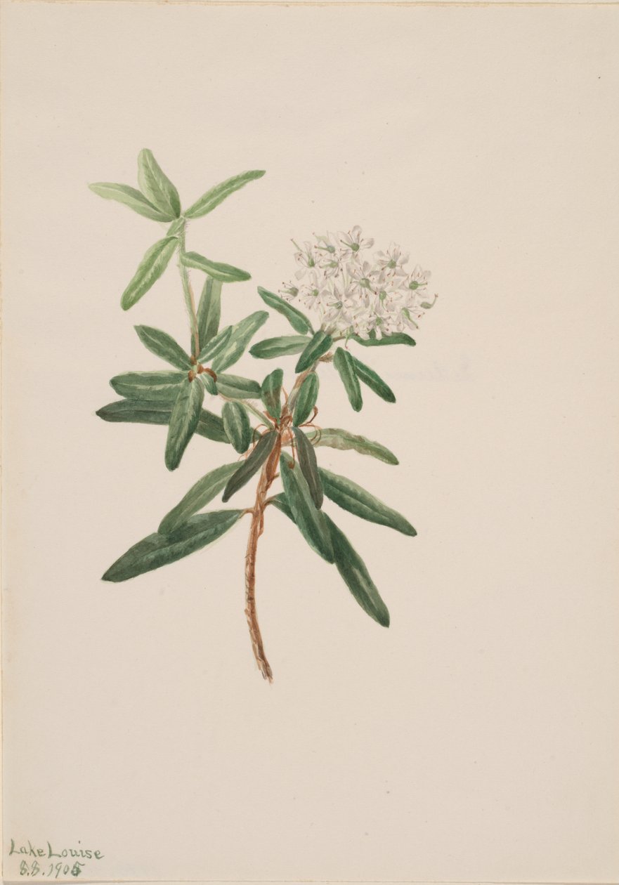 Thé du Labrador Ledum groenlandicum, 1905 - Mary Vaux Walcott