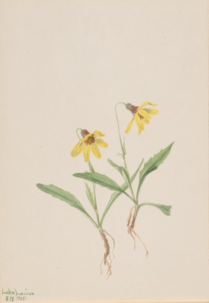 Arnica du lac Louise (Arnica louisiana) - Mary Vaux Walcott