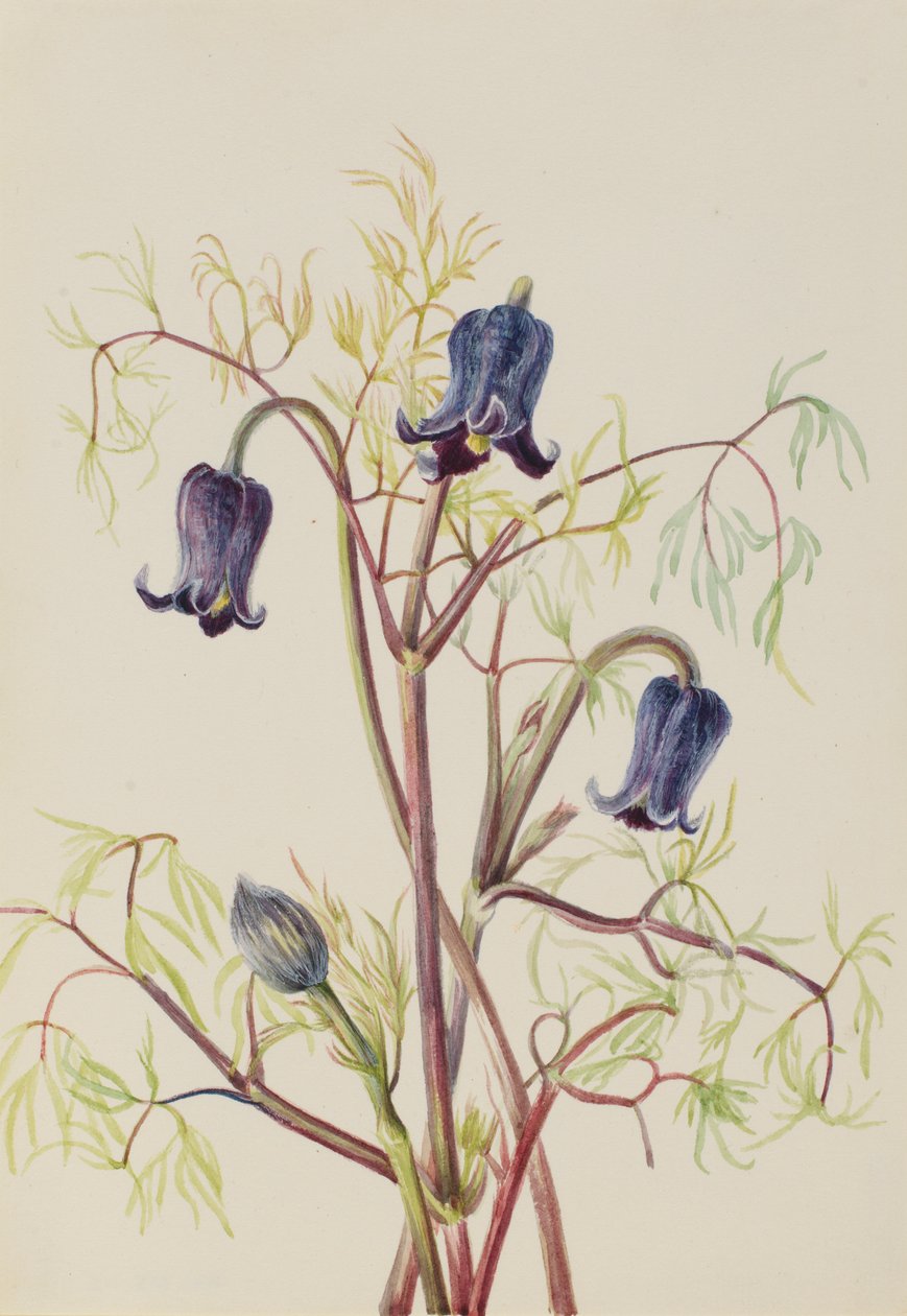 Fleur de cuir (Clematis hirsutissima) - Mary Vaux Walcott
