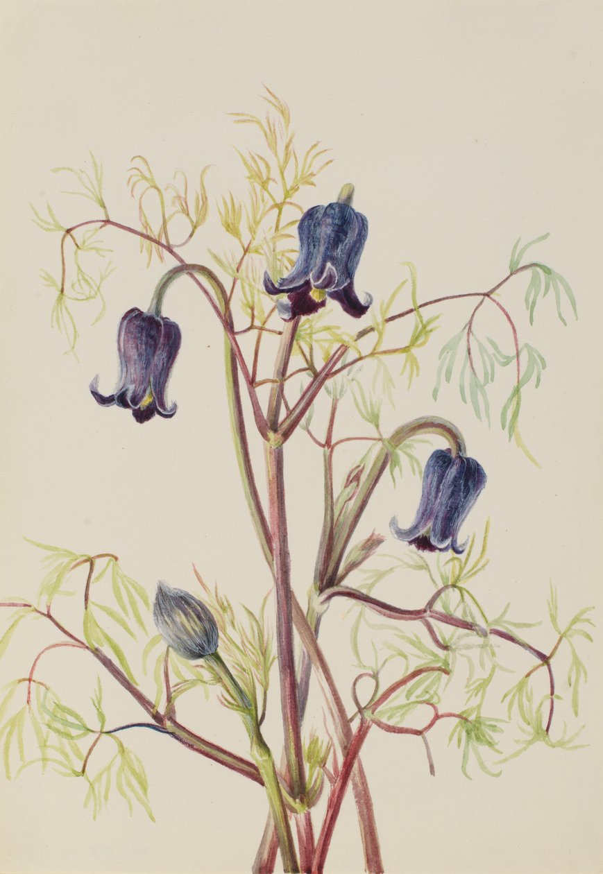 Fleur de cuir Clematis hirsutissima - Mary Vaux Walcott