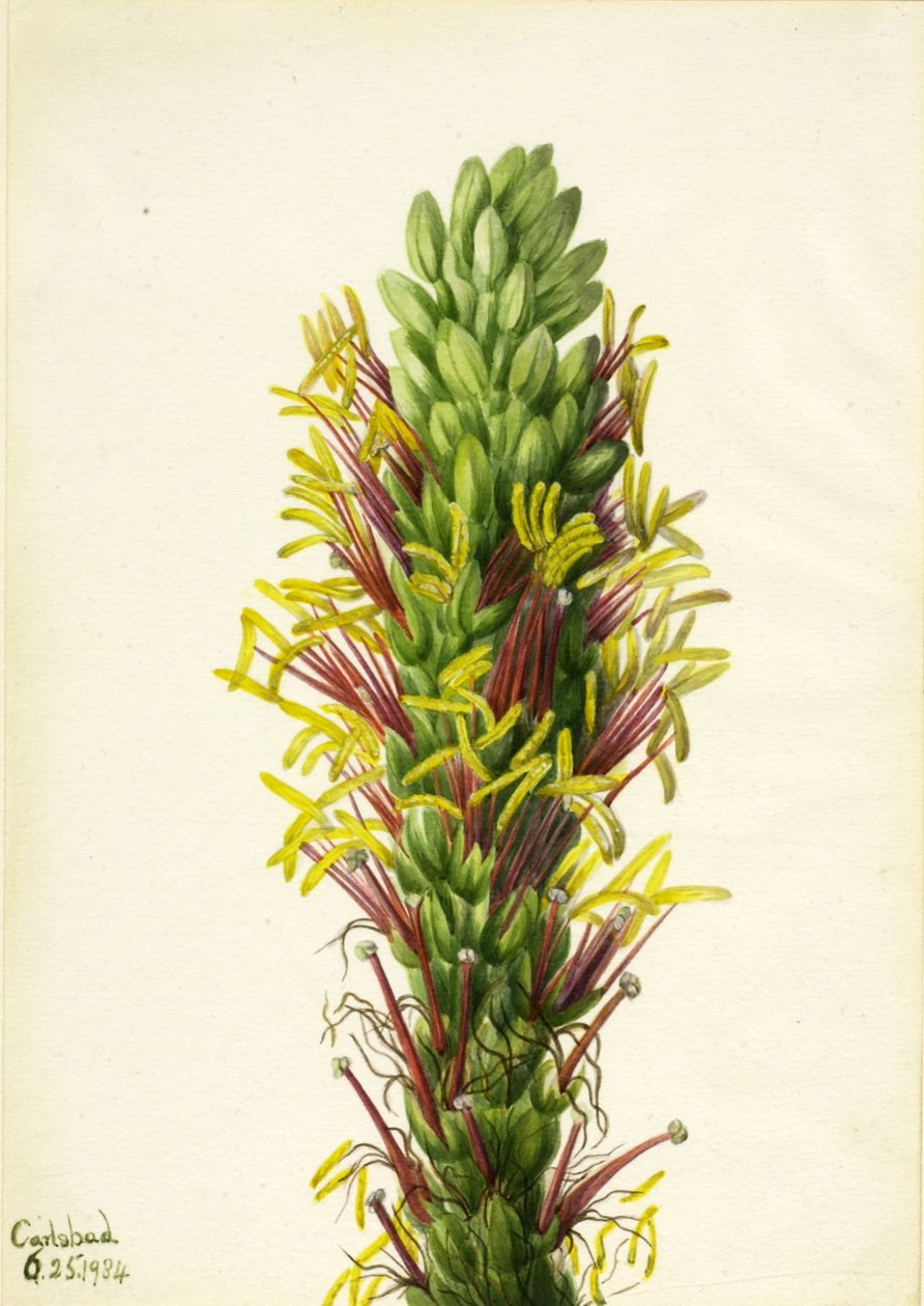 Agava lechuguilla (Agava lechuguilla) - Mary Vaux Walcott
