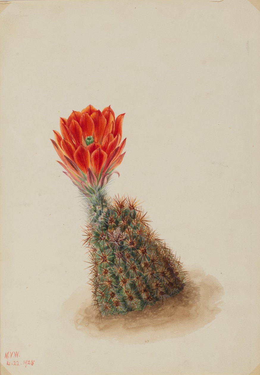 Cactus Fraisier de Lloyd Echinocereus lloydii - Mary Vaux Walcott