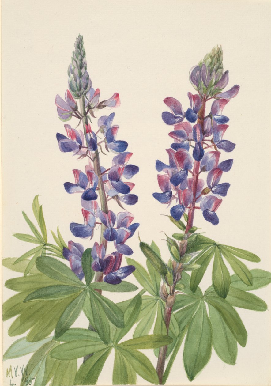 Lupin Lupinus fornosus, 1935 - Mary Vaux Walcott